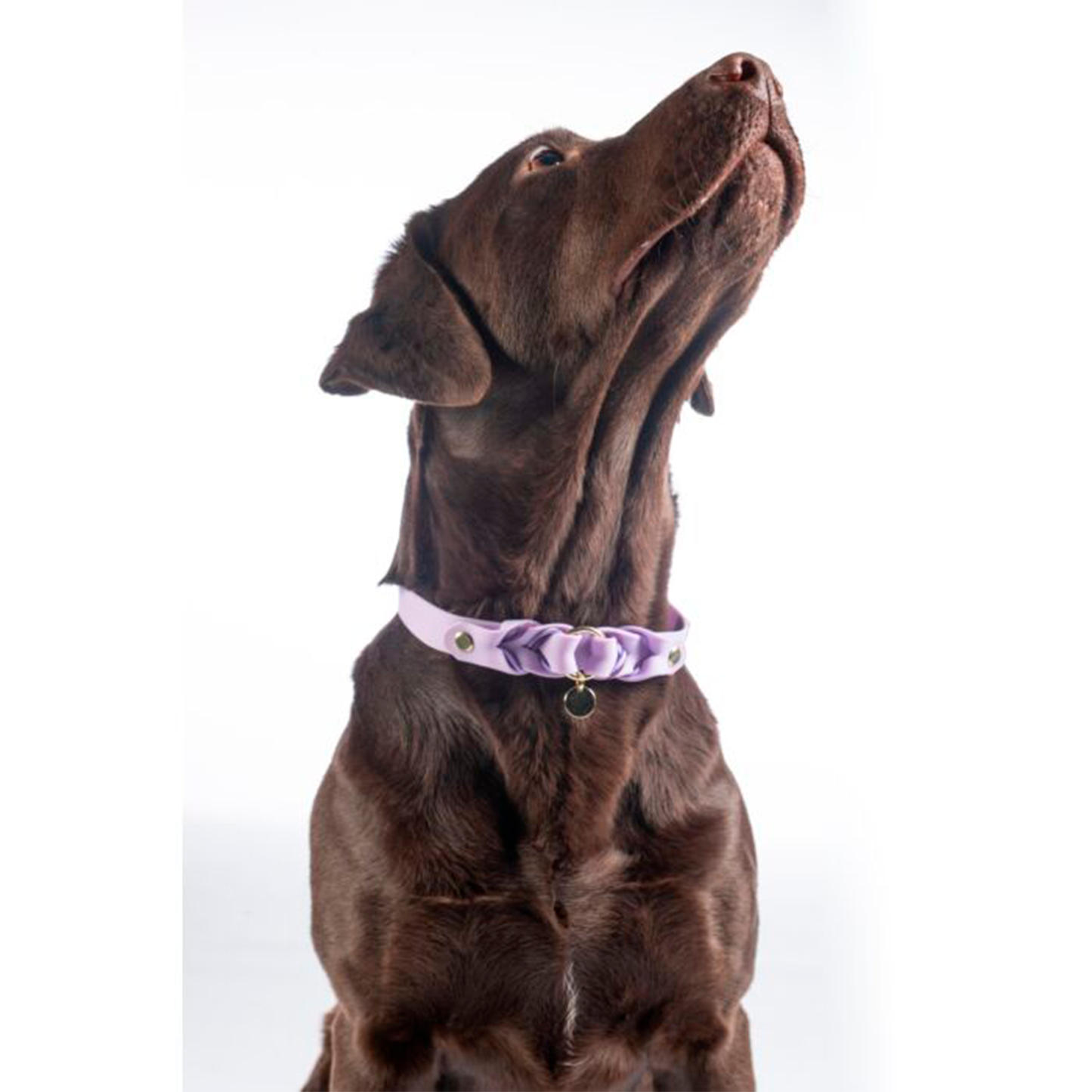 Collar Hkm Para Perros Amitye - Rincón del Valle