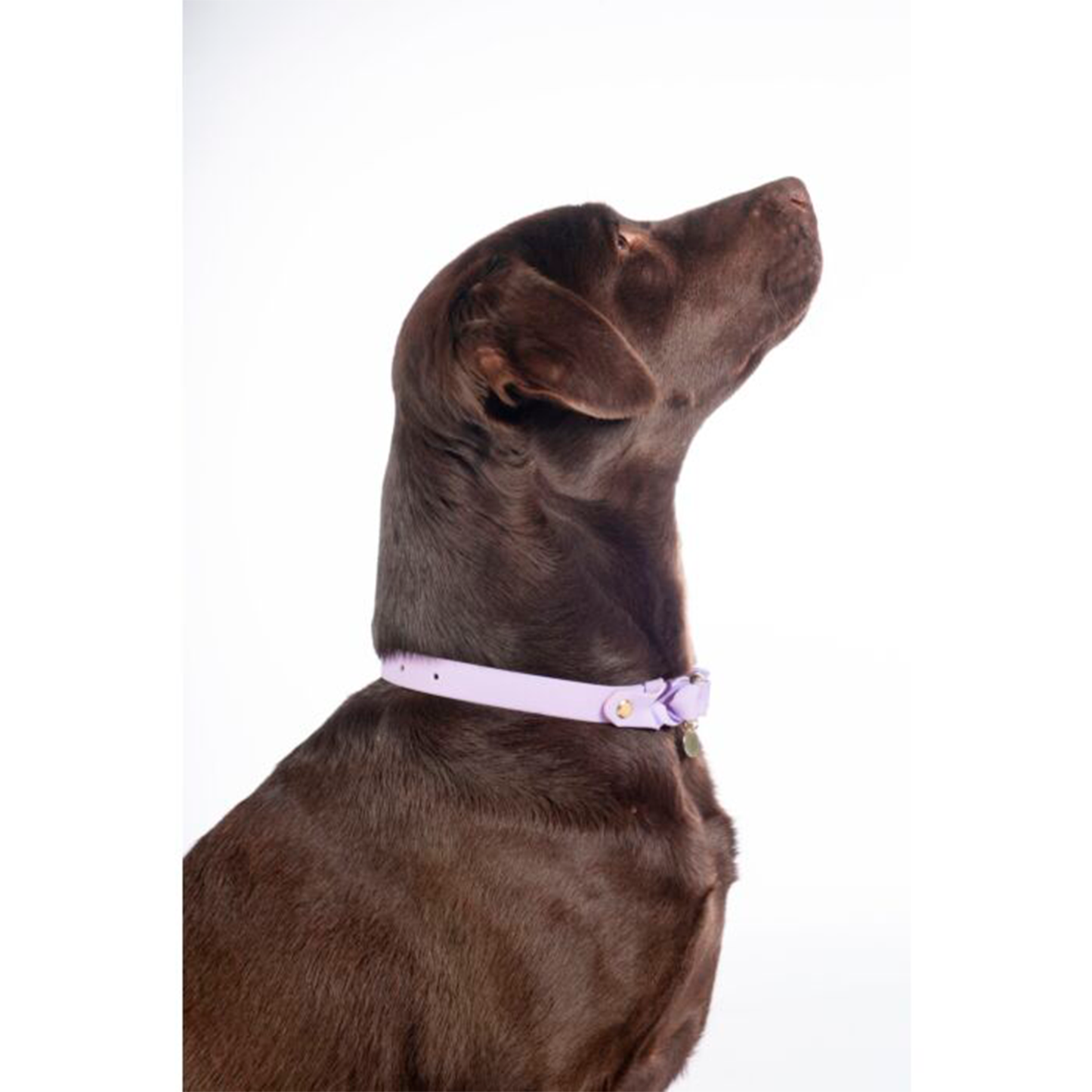 Collar Hkm Para Perros Amitye - Rincón del Valle