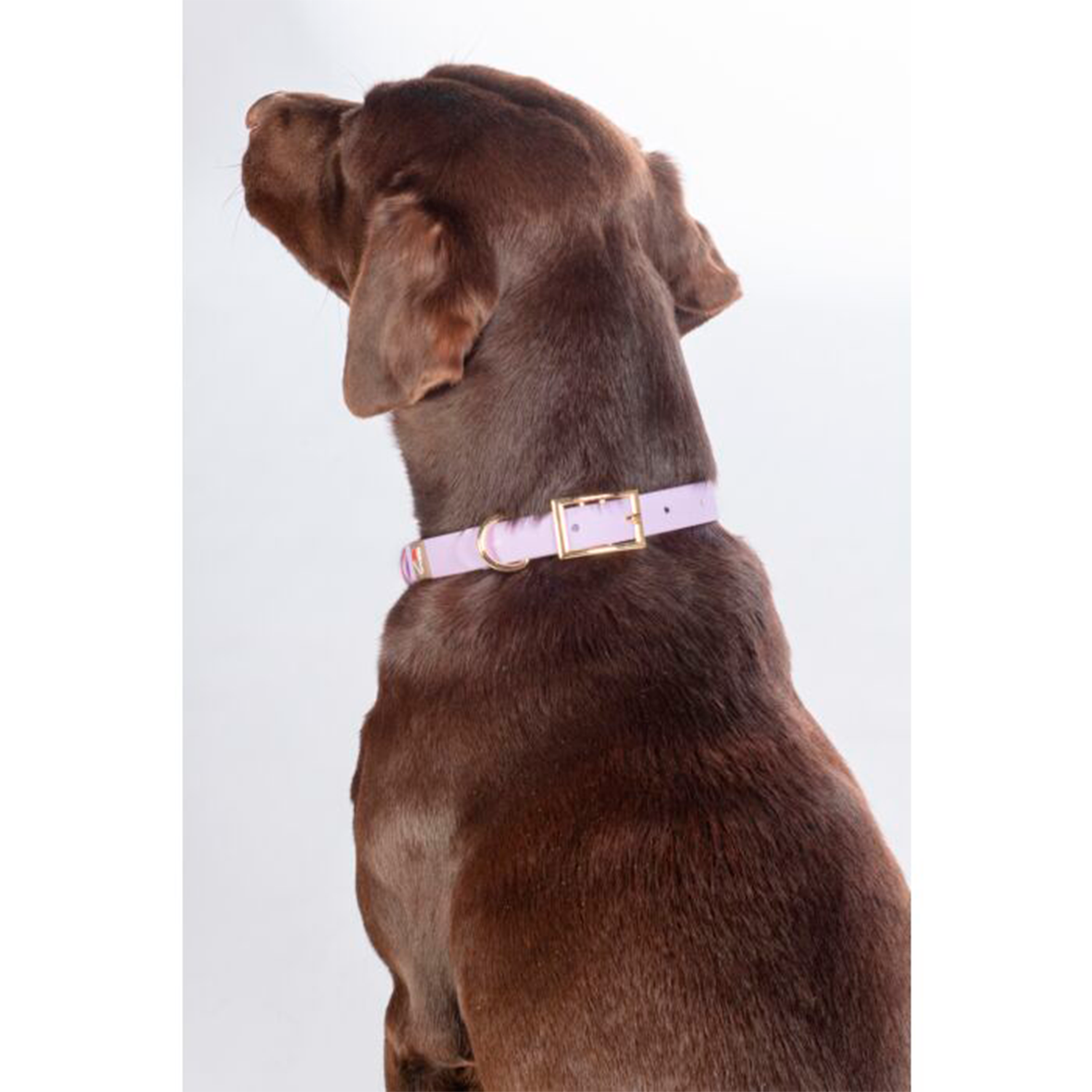 Collar Hkm Para Perros Amitye - Rincón del Valle