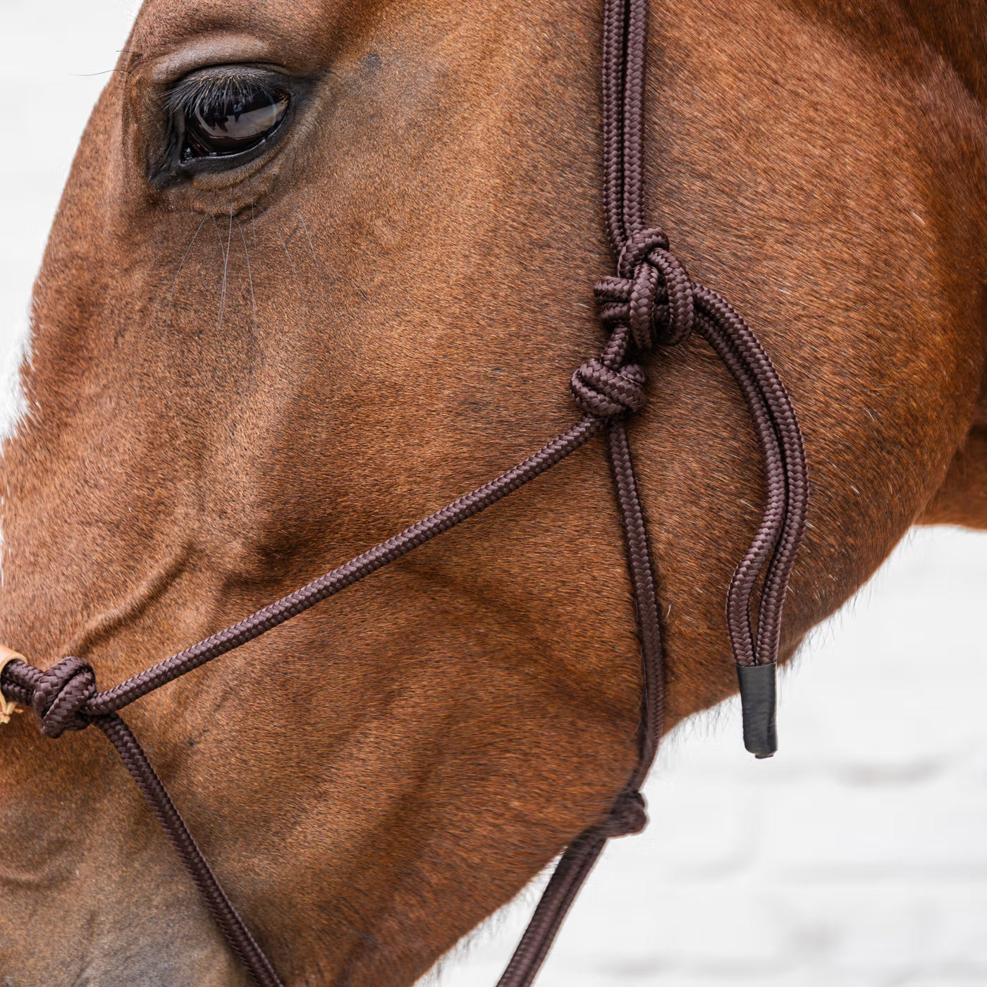 Rope Halters Kentucky Rope Halter detalle 4