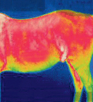 Manta para caballo HKM Mr Feel Warm Blanket detalle 6