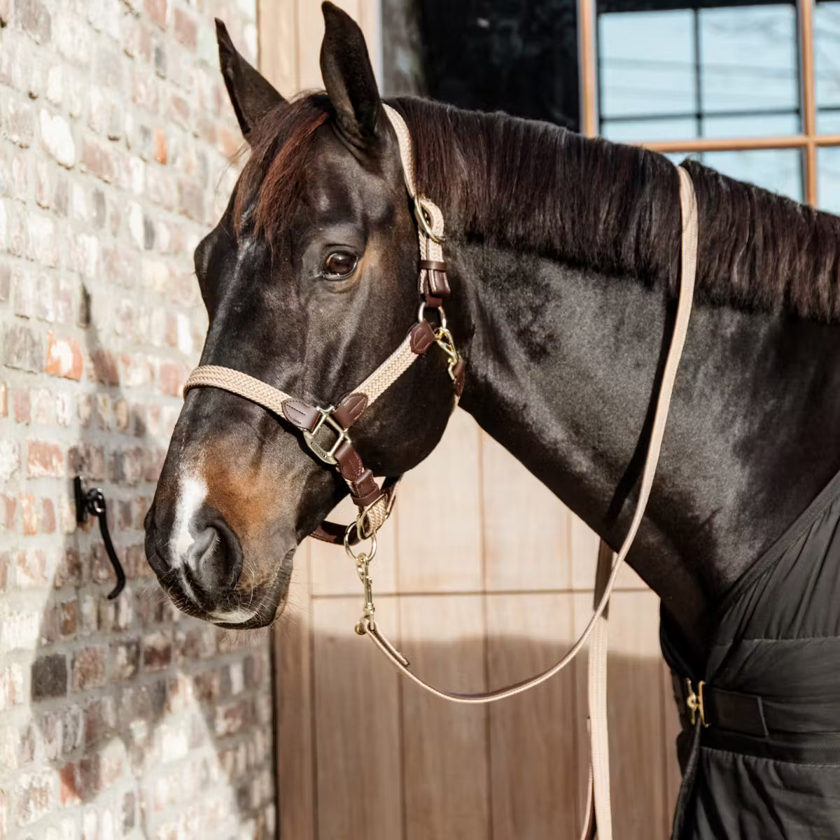 Lead Rope Kentucky Plaited Nylon Dog & caballo Lead detalle 10