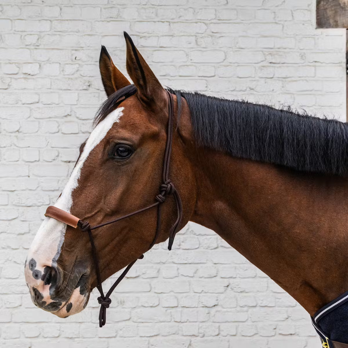Rope Halters Kentucky Rope Halter vista principal