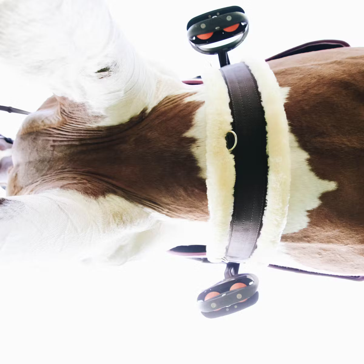 Cincha Kentucky Sheepskin Girth detalle 2