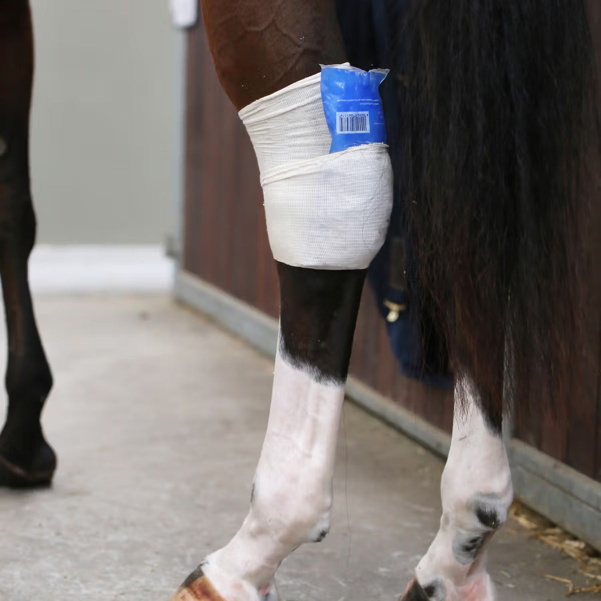 Protector ecuestre Kentucky Tendon Grip Sock detalle 2