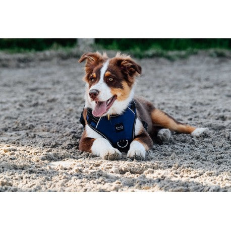 Arnés para perros - Simba - Riding World