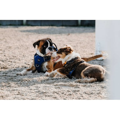 Arnés para perros - Simba - Riding World