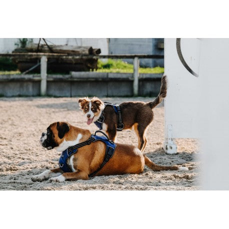 Arnés para perros - Simba - Riding World