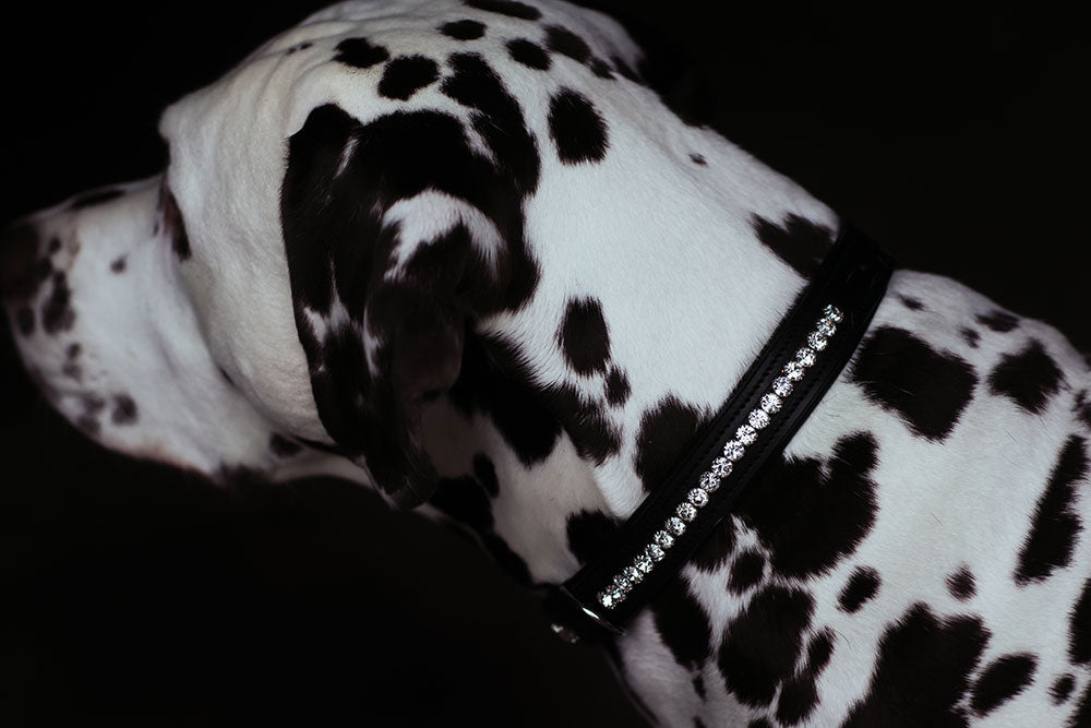 Dog Collar Equestrian Stockholm Dog Collar Black Edition detalle 4