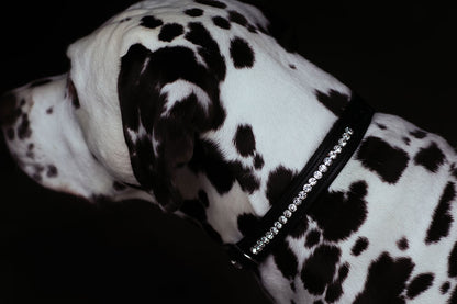 Dog Collar Equestrian Stockholm Dog Collar Black Edition detalle 4