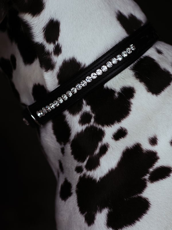 Dog Collar Equestrian Stockholm Dog Collar Black Edition detalle 2