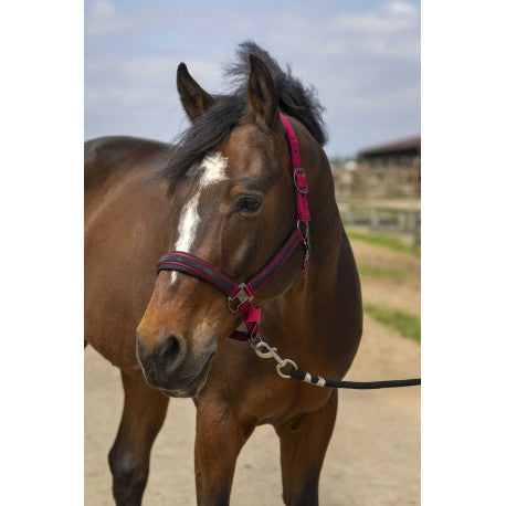 Cabestro - Strass - Equithème