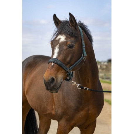 Cabestro - Strass - Equithème