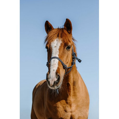 Cabezadas Cabestro etológico - Glim - Norton para equitación - vista 6