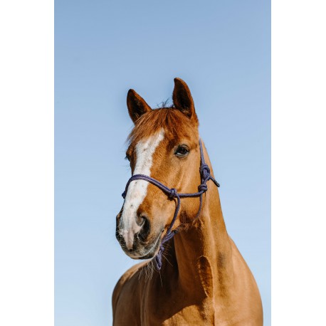 Cabezadas Cabestro etológico - Glim - Norton para equitación - vista 3