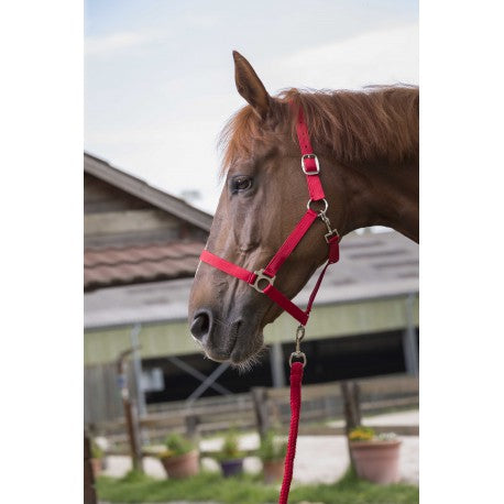 Cabezada de cuadra + ramal - Club - Riding World para equitación - vista 6