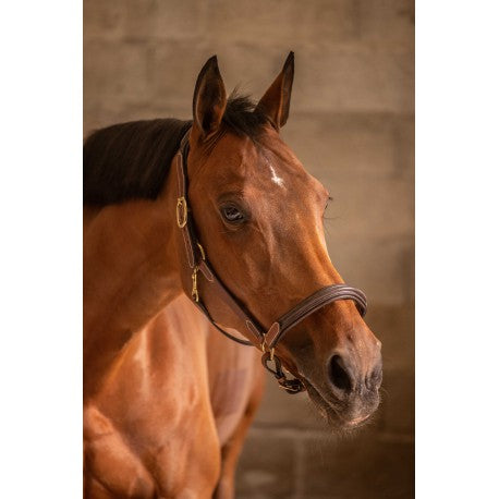 Cabezada de cuero con 3 mosquetones - Paddock