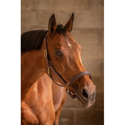 Cabezada de cuero con 3 mosquetones - Paddock