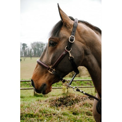 Cabezada de grooming Spring – Cuero engrasado - Norton