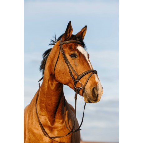 Cabezada de montar - Muserolle combinée - Riding World para equitación
