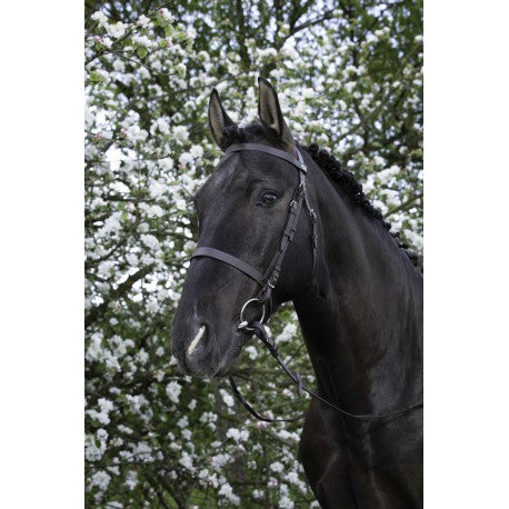 Cabezada de montar - Muserolle française - Riding World para equitación - vista 4