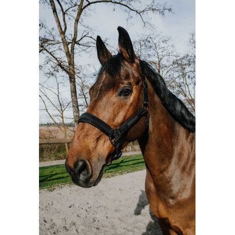 Cabezada - Pearl - Equithème