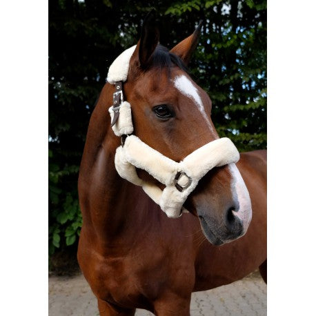 Cabezada "Teddy" - Equithème para equitación - vista 5