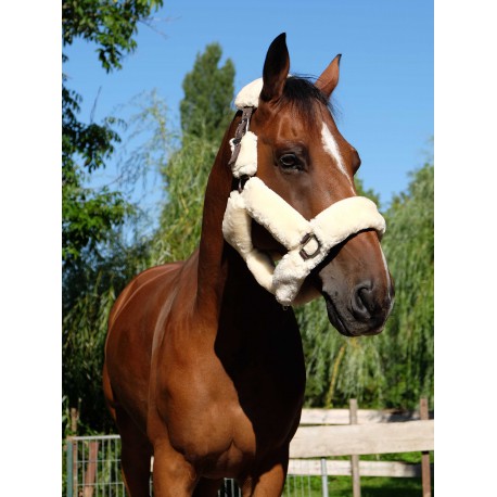 Cabezada "Teddy" - Equithème para equitación - vista 4