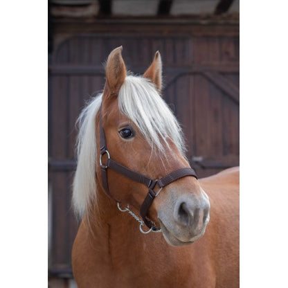 Cabezada para caballo de tiro - Norton