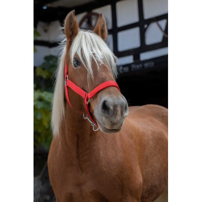 Cabezada para caballo de tiro - Norton