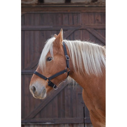 Cabezada para caballo de tiro - Norton