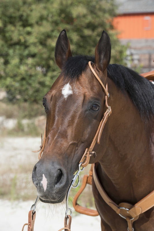 Cabezada WESTRIDE de - 1 oreja - Franck Perret