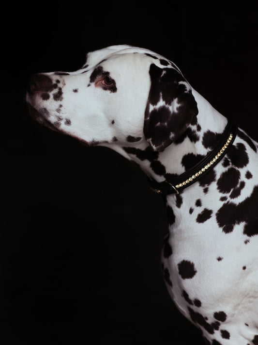 Accesorio ecuestre Dog Collar Equestrian Stockholm Dog Collar Champagne para equitación - vista 2