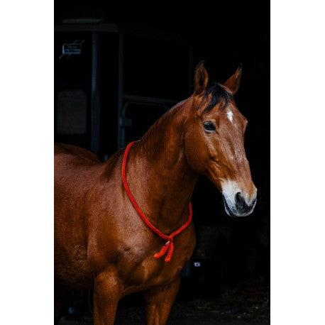 Collar etológico - Norton