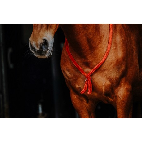 Collar etológico - Norton