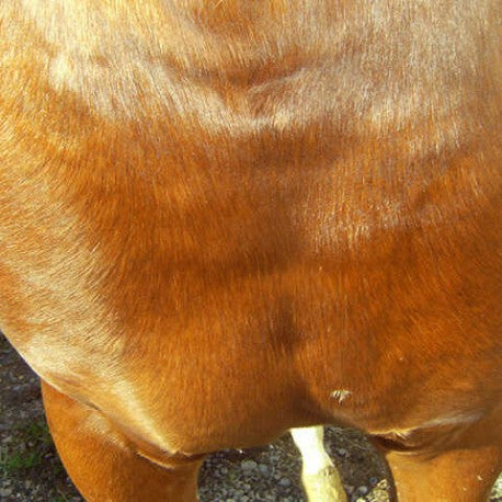 Accesorio ecuestre Crema reparadora - CUTENE™ - Animaderm para equitación - vista 6