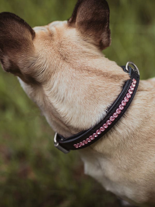 Dog Collar Equestrian Stockholm Dog Collar All In Pink detalle 2