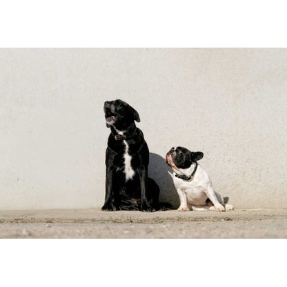 Max - Collar y correa para perros - Equithème para equitación - vista 2