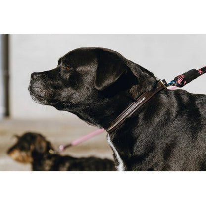 Max - Collar y correa para perros - Equithème para equitación - vista 5