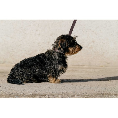 Max - Collar y correa para perros - Equithème para equitación - vista 3