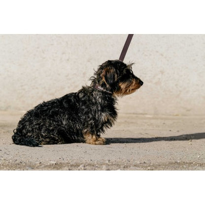Max - Collar y correa para perros - Equithème para equitación - vista 3