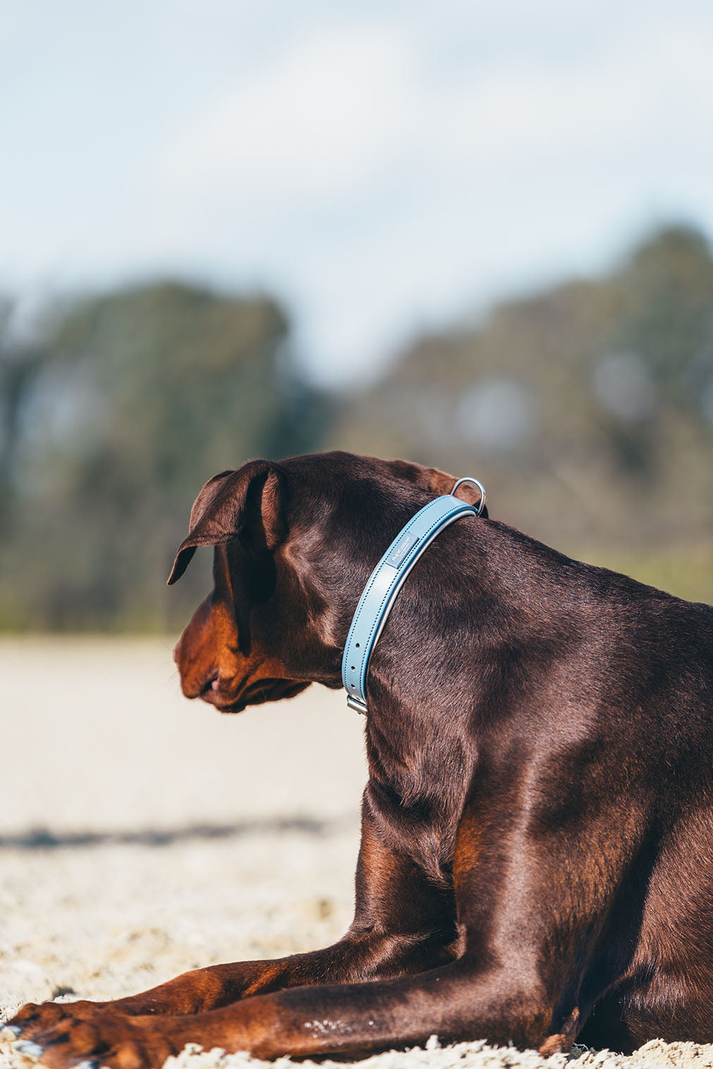 Dog Collar Clean Equestrian Stockholm Dog Collar Clean Stone Blue detalle 3