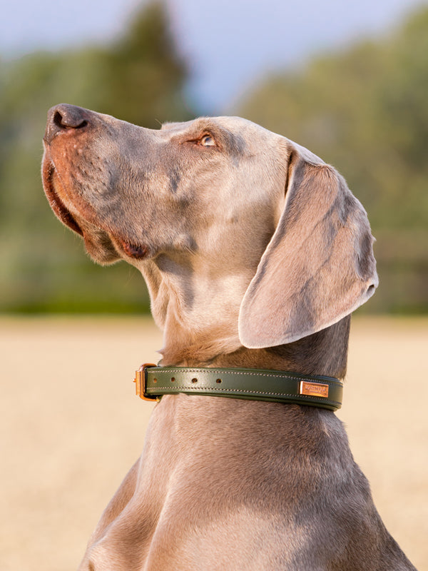 Dog Collar Clean Equestrian Stockholm Dog Collar Clean Evening Haze detalle 2