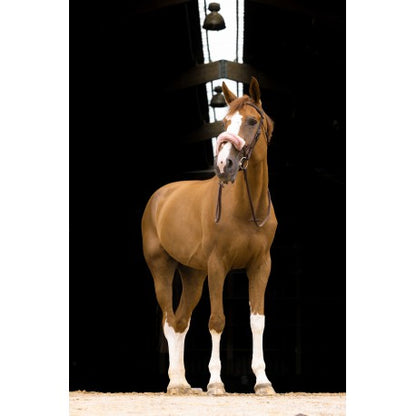 Accesorio ecuestre Funda muserola - Teddy - Equithème para equitación - vista 6