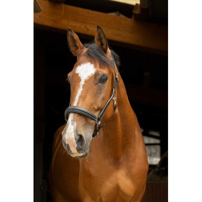 Halter anatómico PRO - Norton - Norton