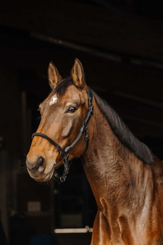 Halter de cuero/cuerda - Norton