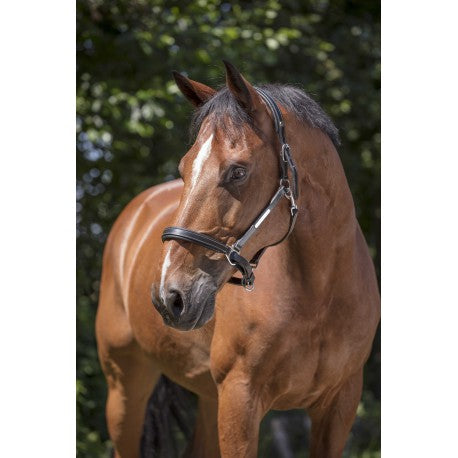 Halter de cuero PRO - Grooming - Norton - Norton