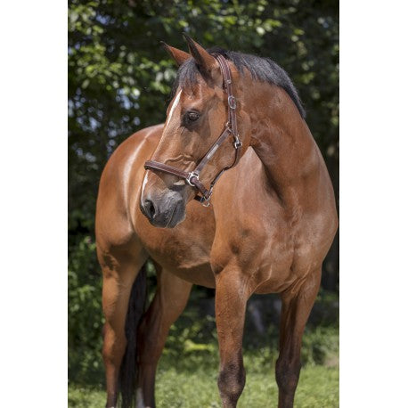Halter de cuero PRO - Grooming - Norton