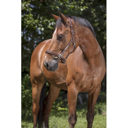 Halter de cuero PRO - Grooming - Norton