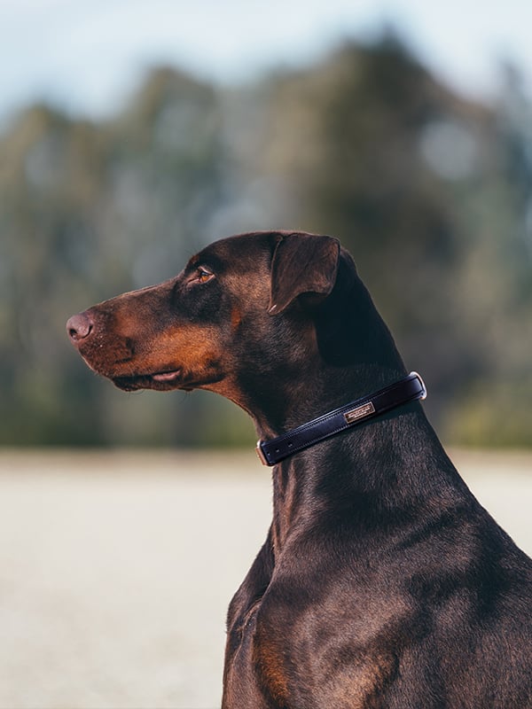 Dog Collar Clean Equestrian Stockholm Dog Collar Clean Lagoon Blush detalle 2
